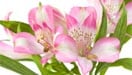 Alstroemeria